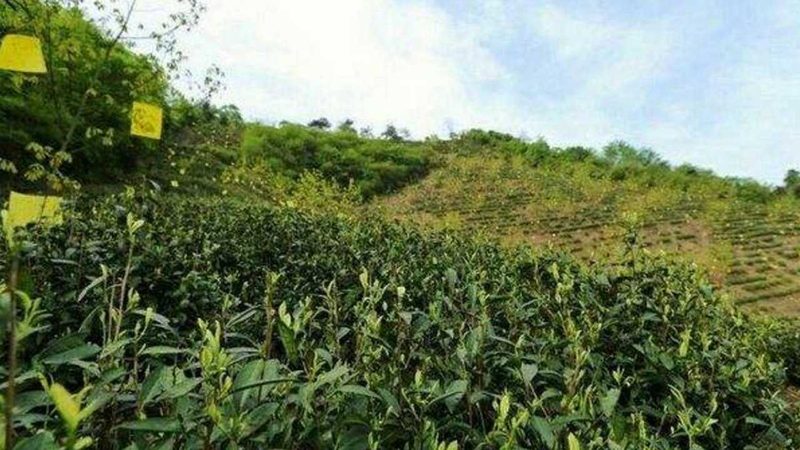 平原地区节水灌溉流程：科学用水，提升农业效益