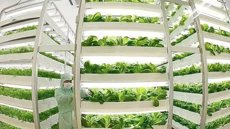 大棚蔬菜种植，成本控制与效益提升之道**