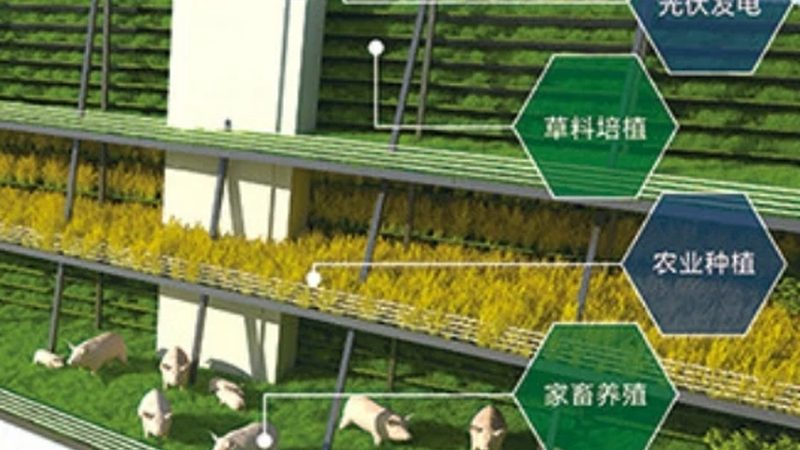 农产品品牌策划：如何打造差异化竞争力**