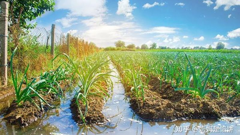 智慧农业园区设计方案：优缺点对比分析