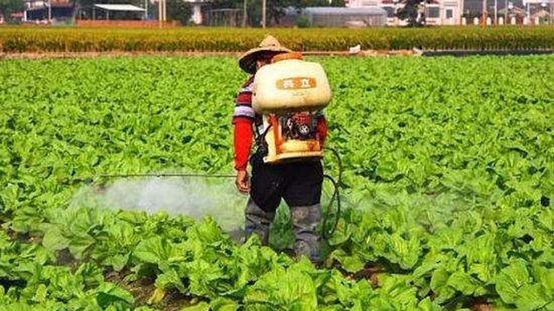 绿色食品和有机食品哪个更好