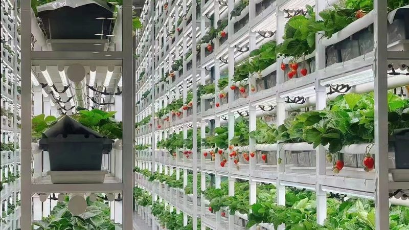 绿色食品认证到期后，企业应关注市场动态，拓展销售渠道。以下是一些建议：